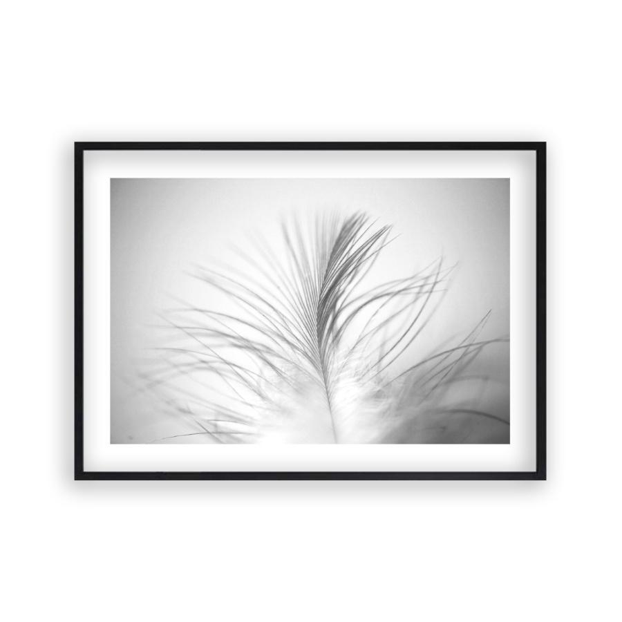 Dusty Feather Print - Blim & Blum