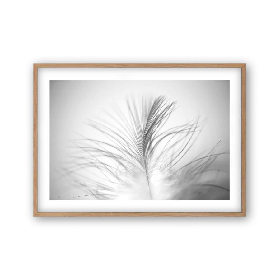 Dusty Feather Print - Blim & Blum