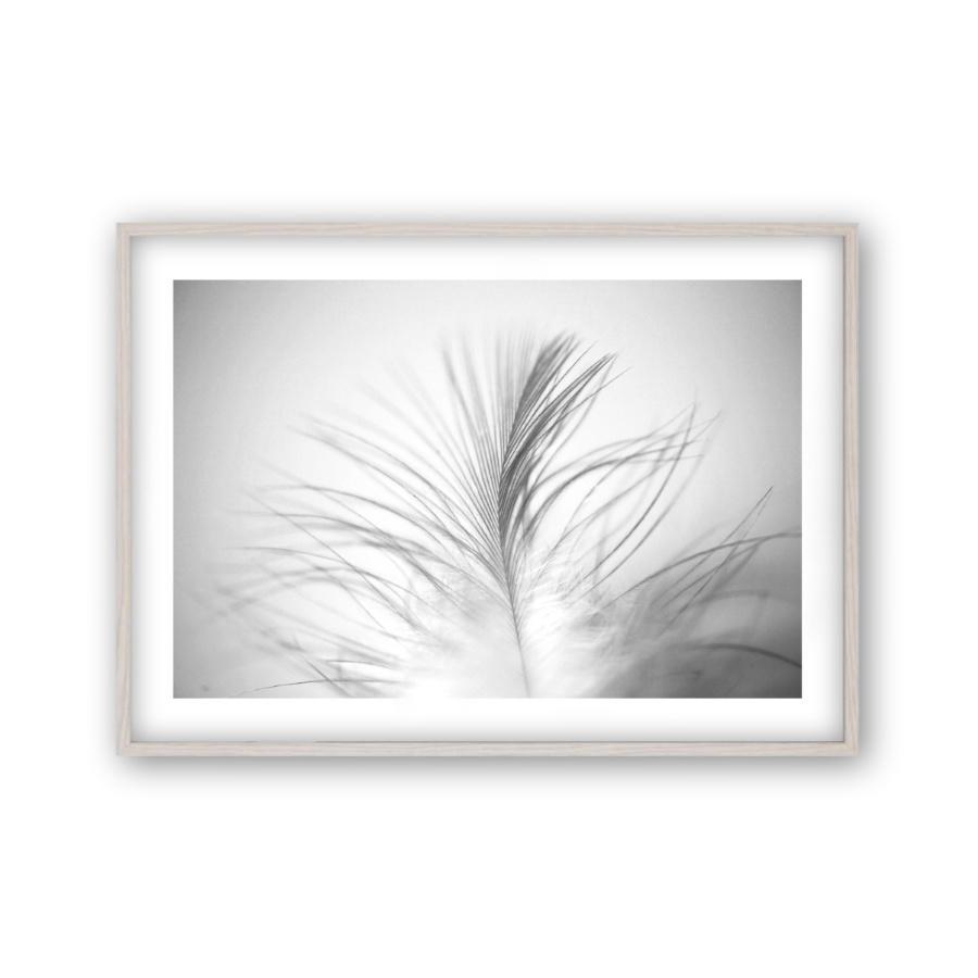 Dusty Feather Print - Blim & Blum