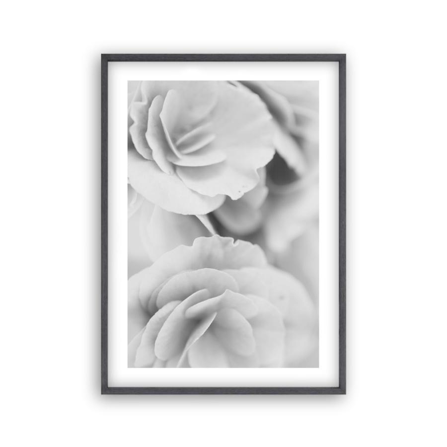 Dusty Rose B&W Print - Blim & Blum