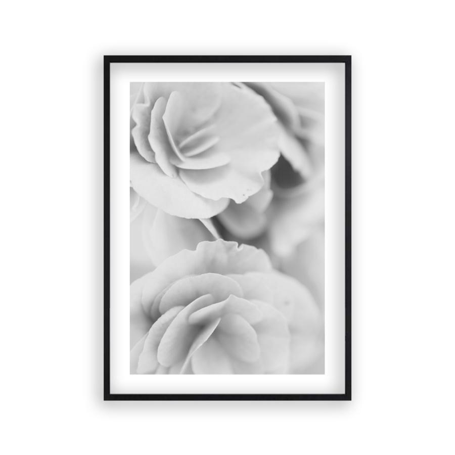 Dusty Rose B&W Print - Blim & Blum