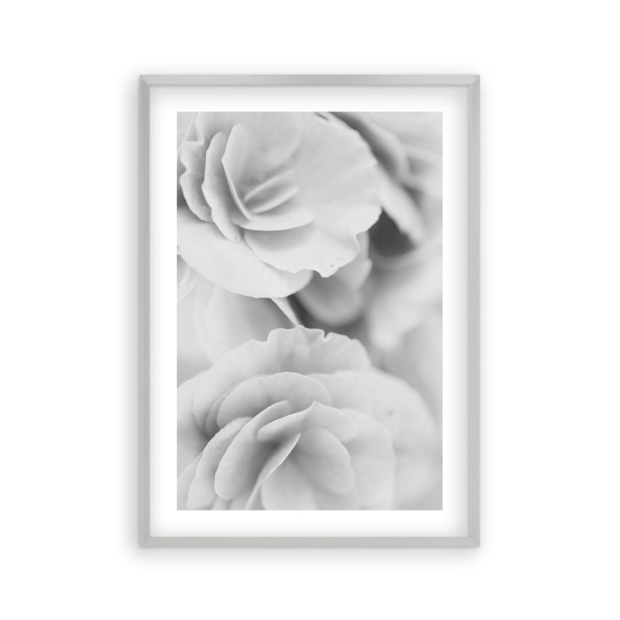 Dusty Rose B&W Print - Blim & Blum