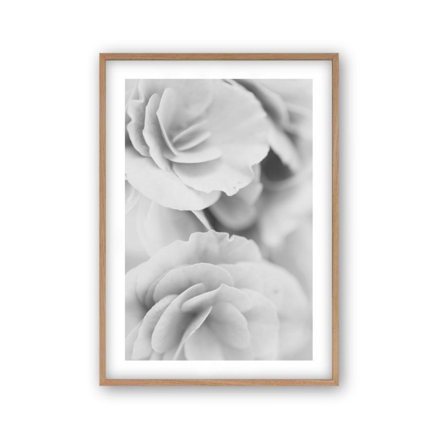 Dusty Rose B&W Print - Blim & Blum