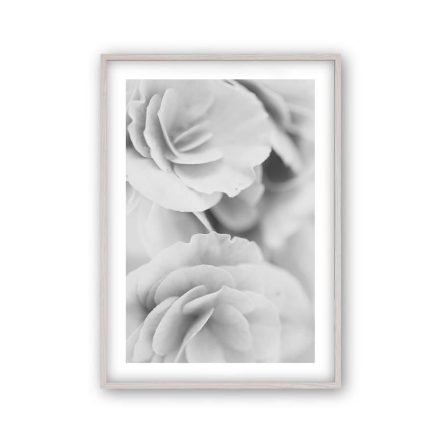 Dusty Rose B&W Print - Blim & Blum