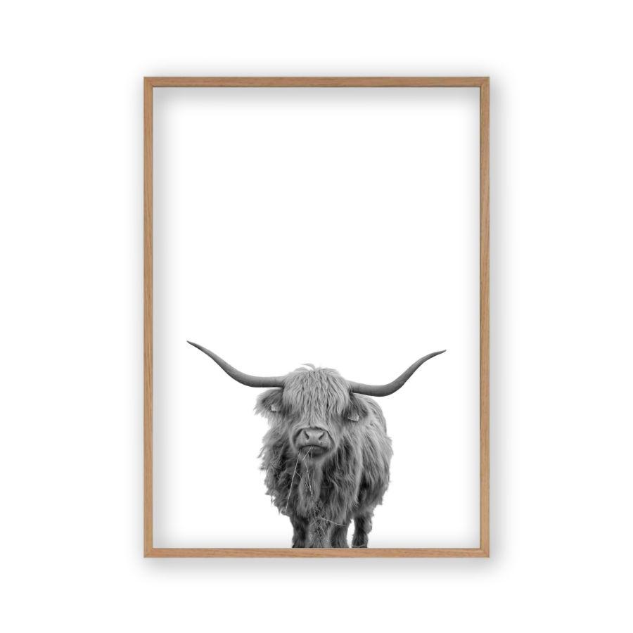 Highland Cow Print - Blim & Blum