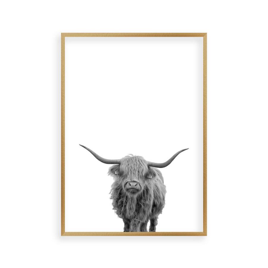 Highland Cow Print - Blim & Blum