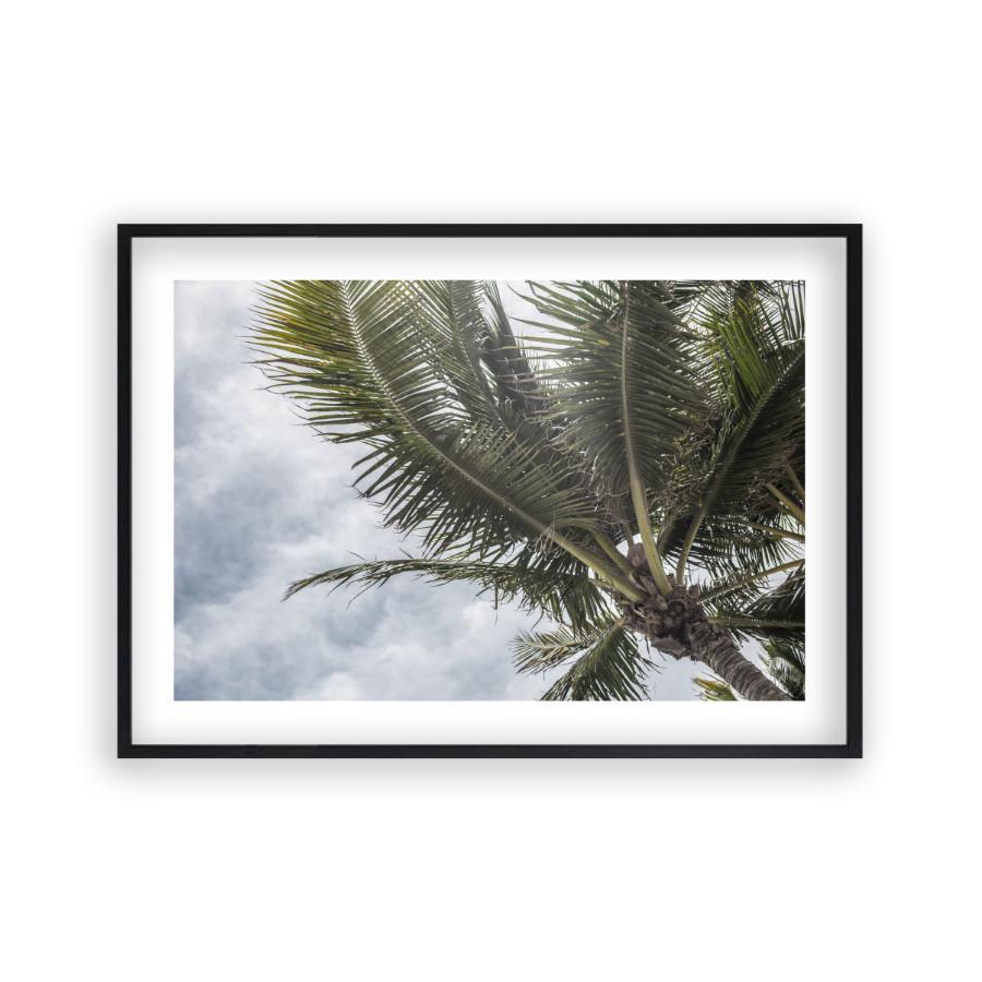 Palm Tree Print - Blim & Blum