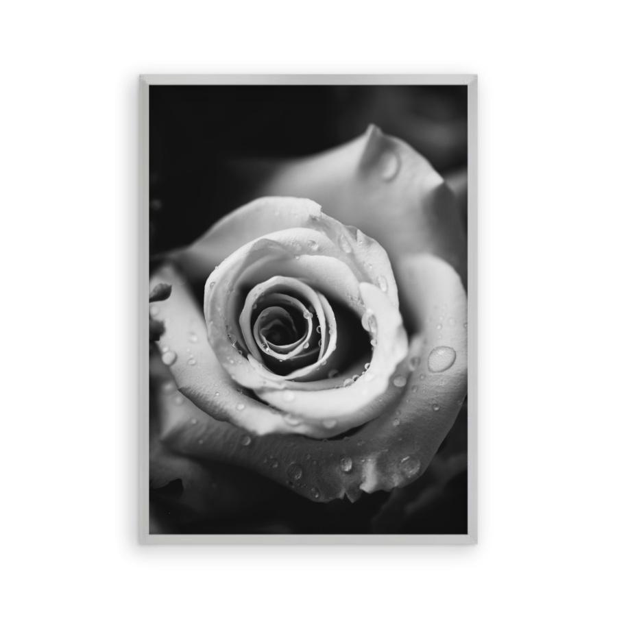 Rose B&W Print - Blim & Blum