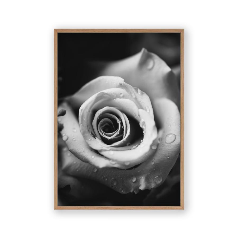 Rose B&W Print - Blim & Blum