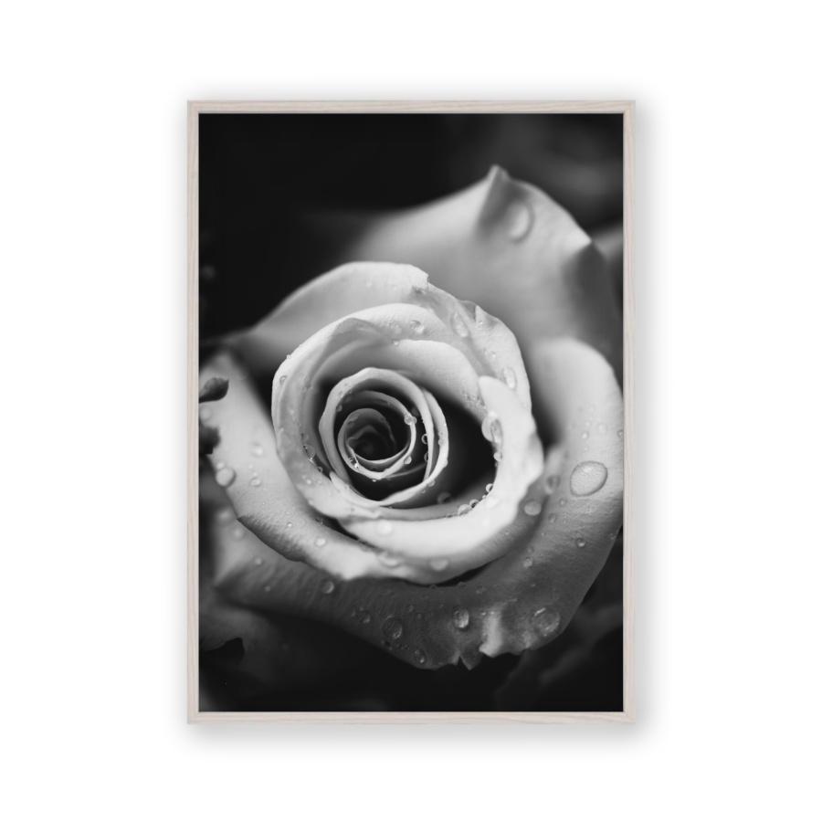 Rose B&W Print - Blim & Blum