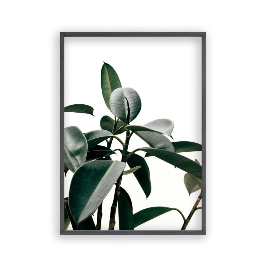 Rubber Plant Print - Blim & Blum