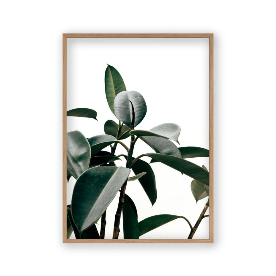 Rubber Plant Print - Blim & Blum
