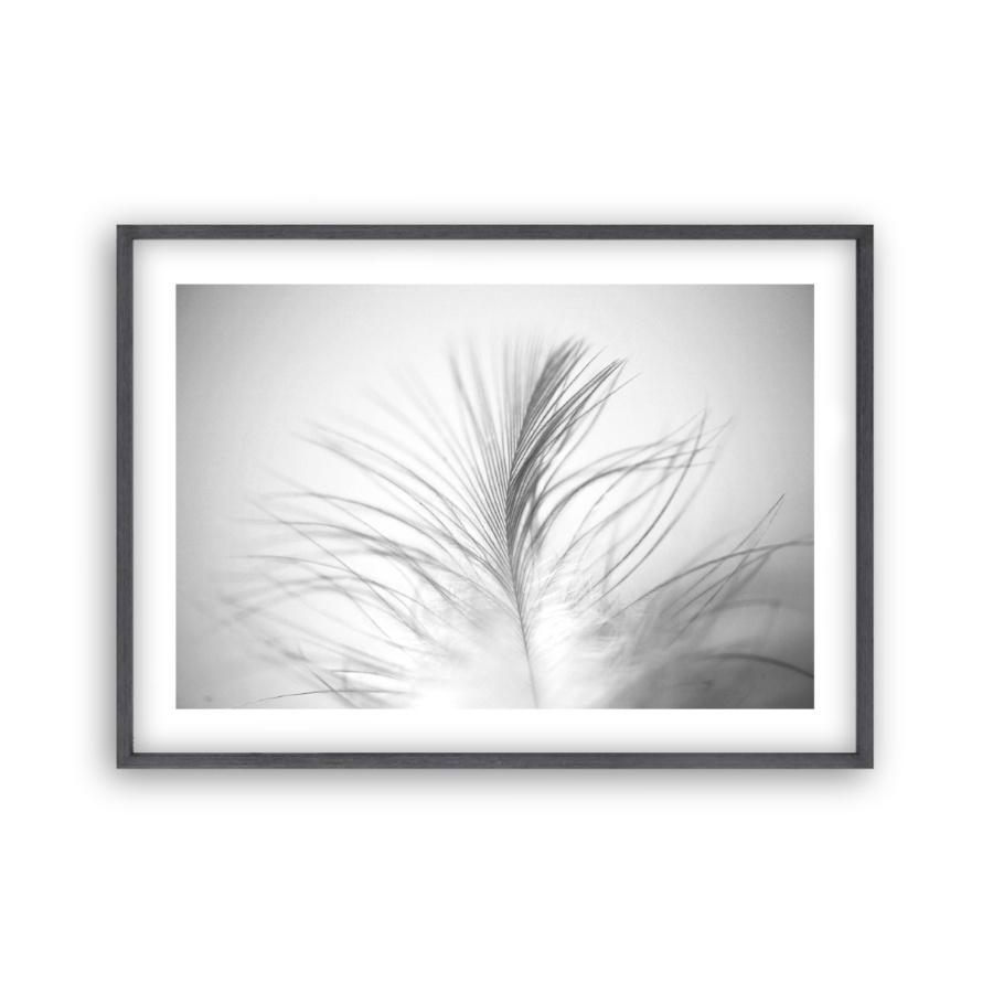Dusty Feather Print - Blim & Blum