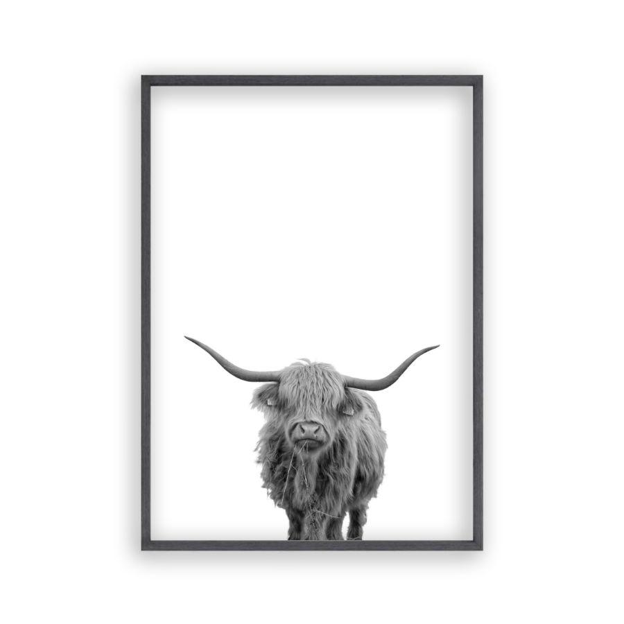 Highland Cow Print - Blim & Blum