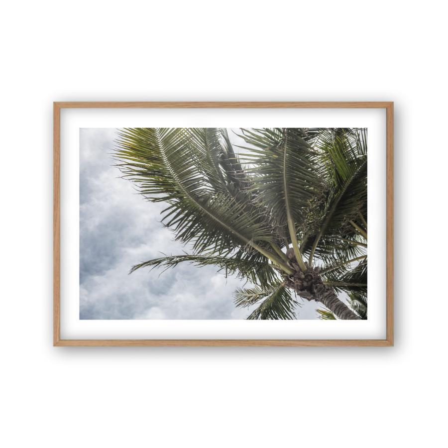 Palm Tree Print - Blim & Blum
