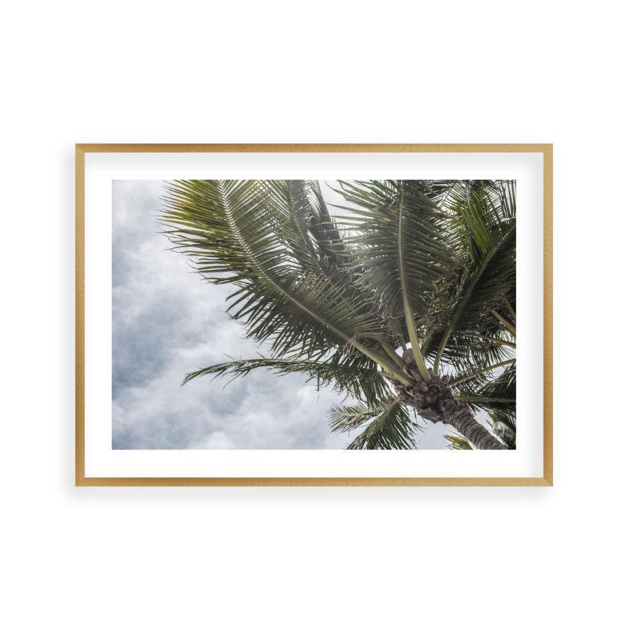 Palm Tree Print – Blim & Blum
